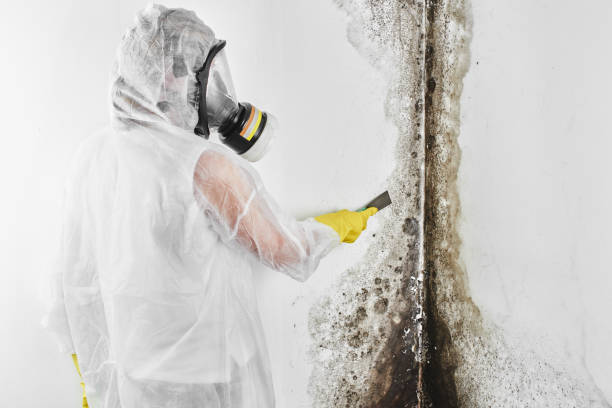 Home Mold Removal in Icard, NC