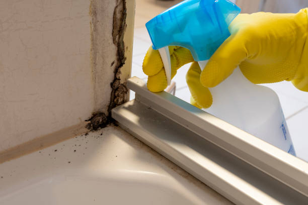 Best Mold Removal Company Near Me  in Icard, NC